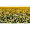 Beautiful summer landscape with a blooming field of yellow sunflowers against the background of a cloudy sky. Natural flowering background