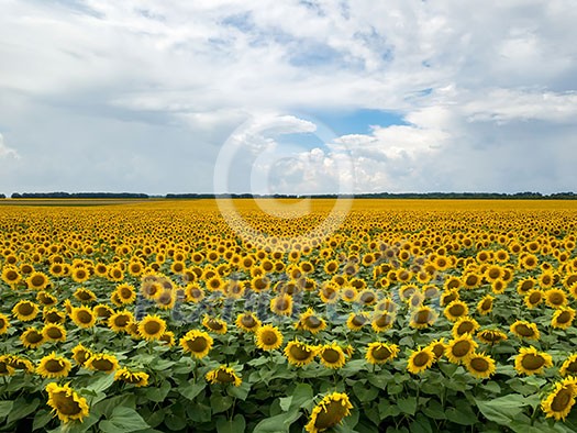 Agricultural field of blooming sunflowers at summer sunset. Panoramic view from drone. Natural flowering background with blue sky. Agricultural field of blooming sunflowers at summer sunset. Panoramic view from drone. Natural flowering background with blue sky.
