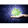Hand holding green maple leaf in hand
