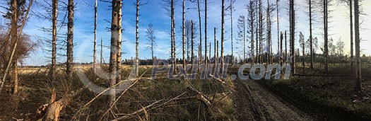 Broken forest - Trees in a forest damaged during a wind storm Broken forest - Trees in a forest damaged during a wind storm