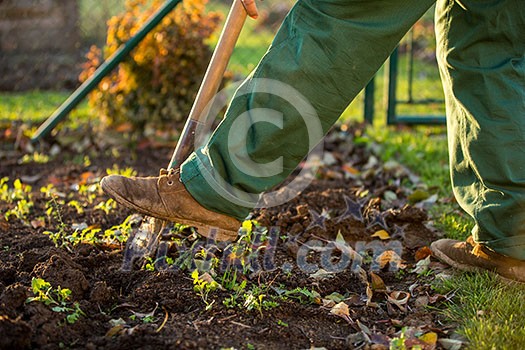 Gardening - man digging the garden soil with a spud (shallow DOF; selective focus)