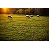 Sheep grazing on lush green pastures in warm evening light