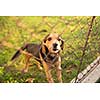 Cute guard dog behind fence, barking, checking you out