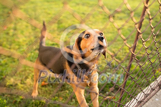 Cute guard dog behind fence, barking, checking you out Cute guard dog behind fence, barking, checking you out