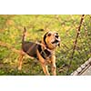 Cute guard dog behind fence, barking, checking you out