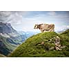 Brown mountain cows grazing on an alpine pasture in the Bernese Alps in summer. Grindelwald, Jungfrau region, Bernese Oberland, Switzerland
