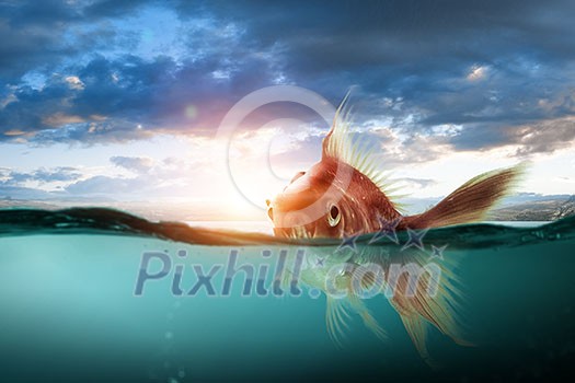 Gold fish in clear blue water. Mixed media Gold fish in clear blue water. Mixed media