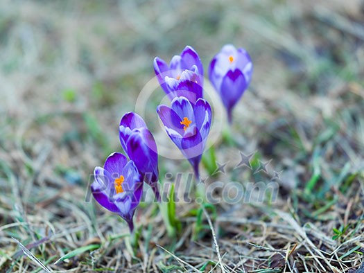 crocus purple flower first sign of spring