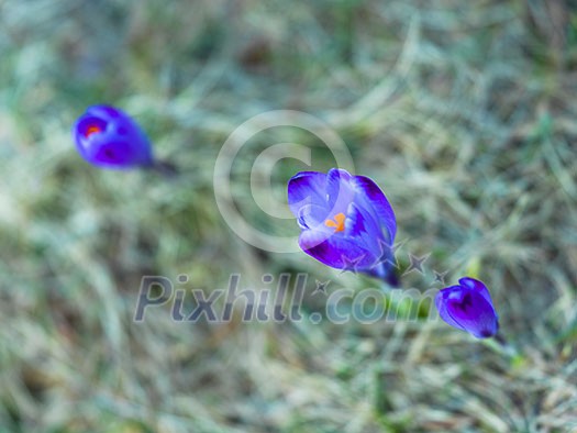 crocus purple flower first sign of spring crocus purple flower first sign of spring