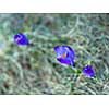 crocus purple flower first sign of spring