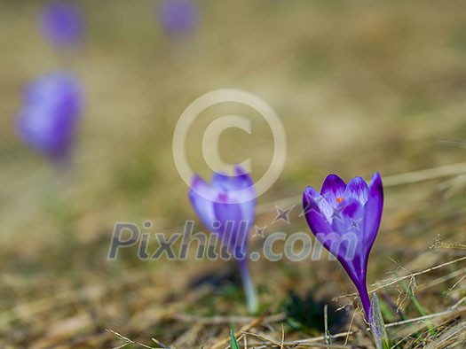 crocus purple flower first sign of spring crocus purple flower first sign of spring