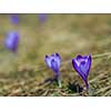 crocus purple flower first sign of spring