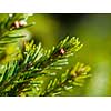 green  forest background prickly branches of a fur tree or pine tree