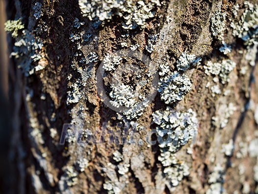 forest tree closeup representing business concept when you look one tree so close that you don't see whole forest forest tree closeup representing business concept when you look one tree so close that you don't see whole forest