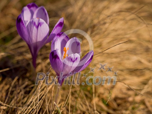 crocus purple flower first sign of spring crocus purple flower first sign of spring
