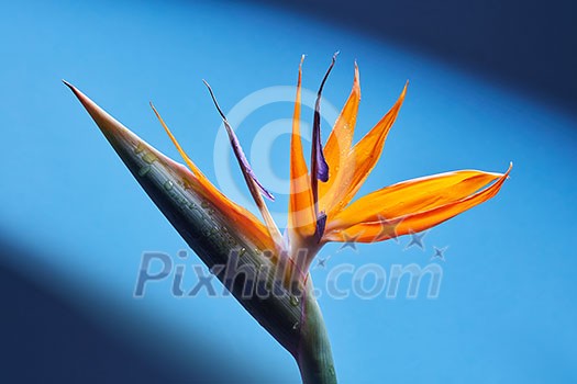 Orange Strelitzia reginae flower Bird of Paradise close-up on a blue background. Tropical flower, background as a layout for a postcard Orange Strelitzia reginae flower Bird of Paradise close-up on a blue background. Tropical flower, background as a layout for a postcard