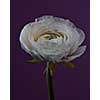 Blooming white Ranunculus with water drops on a purple background. Spring floral background for a greeting card