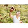 Middle aged woman picking apples in her orchard - soon there will be a lovely smell of apple pie in her kitchen (color toned image)