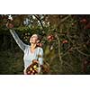 Middle aged woman picking apples in her orchard - soon there will be a lovely smell of apple pie in her kitchen (color toned image)