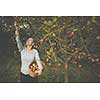 Middle aged woman picking apples in her orchard - soon there will be a lovely smell of apple pie in her kitchen (color toned image)