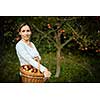 Middle aged woman picking apples in her orchard - soon there will be a lovely smell of apple pie in her kitchen (color toned image)