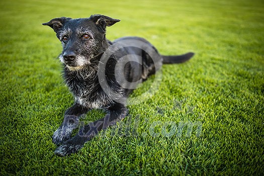 Portrait of a black dog resting after running fast outdoors, shallow DOF, sharp focus Portrait of a black dog resting after running fast outdoors, shallow DOF, sharp focus