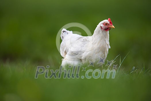 Hen in a farmyard (Gallus gallus domesticus)