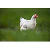 Hen in a farmyard (Gallus gallus domesticus)