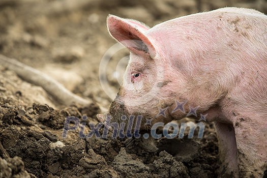 Pigs eating on a meadow in an organic meat farm Pigs eating on a meadow in an organic meat farm