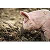 Pigs eating on a meadow in an organic meat farm