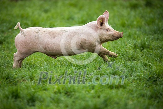 Pigs eating on a meadow in an organic meat farm Pigs eating on a meadow in an organic meat farm