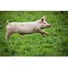 Pigs eating on a meadow in an organic meat farm