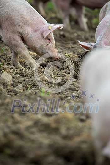 Pigs eating on a meadow in an organic meat farm Pigs eating on a meadow in an organic meat farm