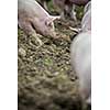 Pigs eating on a meadow in an organic meat farm