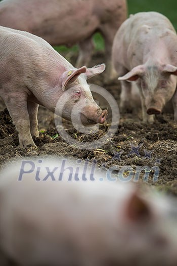 Pigs eating on a meadow in an organic meat farm Pigs eating on a meadow in an organic meat farm
