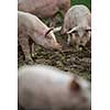 Pigs eating on a meadow in an organic meat farm