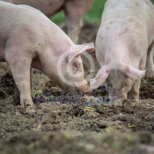 Pigs eating on a meadow in an organic meat farm Pigs eating on a meadow in an organic meat farm