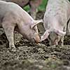 Pigs eating on a meadow in an organic meat farm
