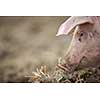 Pigs eating on a meadow in an organic meat farm