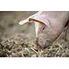 Pigs eating on a meadow in an organic meat farm