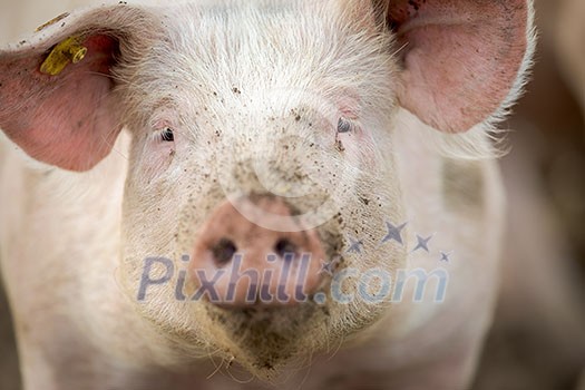 Pigs eating on a meadow in an organic meat farm Pigs eating on a meadow in an organic meat farm