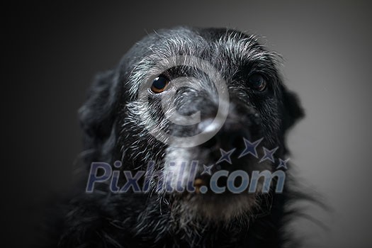 Portrait of a black dog against a black backdrop in a studio Portrait of a black dog against a black backdrop in a studio