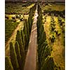 Cypress alley with rural country road, Tuscany, Italy
