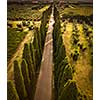 Cypress alley with rural country road, Tuscany, Italy