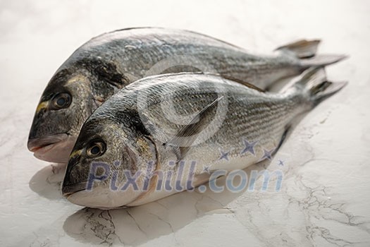 Two fresh raw dorada fishes on the bright background