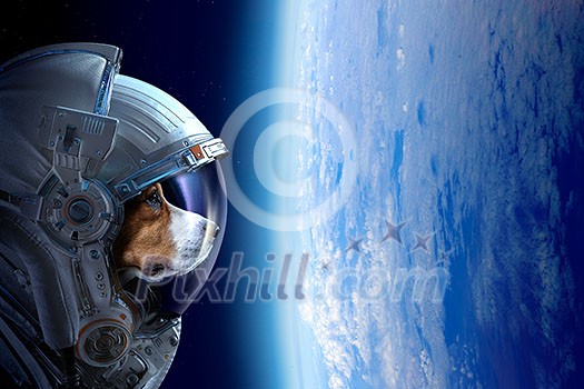 Astronaut dog wearing space suit. Elements of this image are furnished by NASA Astronaut dog wearing space suit. Elements of this image are furnished by NASA