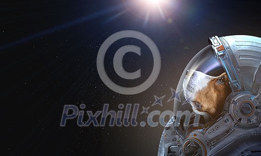 Astronaut dog wearing space suit. Elements of this image are furnished by NASA Astronaut dog wearing space suit. Elements of this image are furnished by NASA