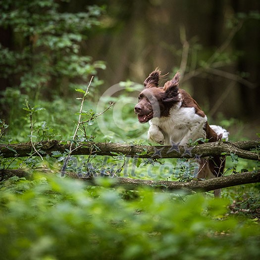 Cute dog running outdoors in a forest