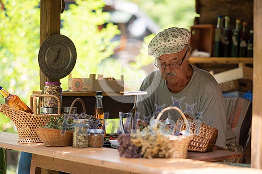 senior man gardener herbalist picking gathering fresh herbs for alternative medicine tea and poutting on balance senior man gardener herbalist picking gathering fresh herbs for alternative medicine tea and poutting on balance