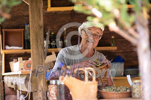 senior man gardener herbalist picking gathering fresh herbs for alternative medicine tea and poutting on balance senior man gardener herbalist picking gathering fresh herbs for alternative medicine tea and poutting on balance